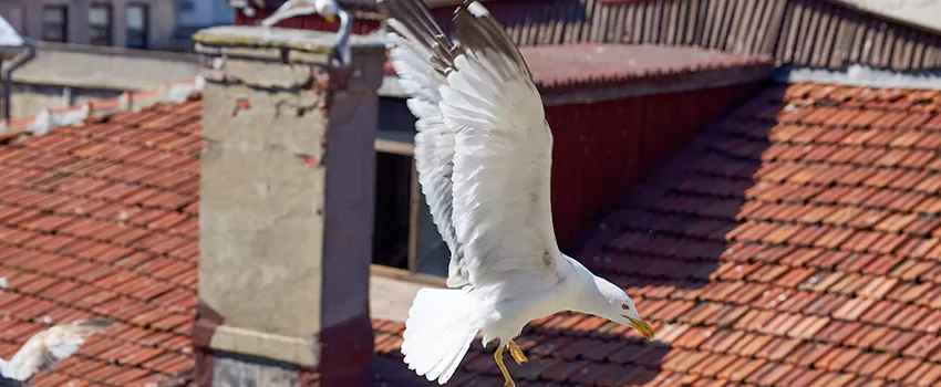 Residential Chimney Animal Removal Solution in Troy, OH